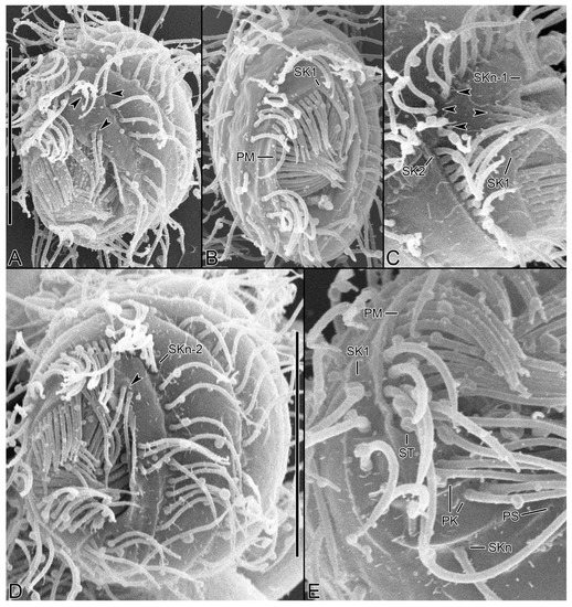 Diversity 15 00076 g008