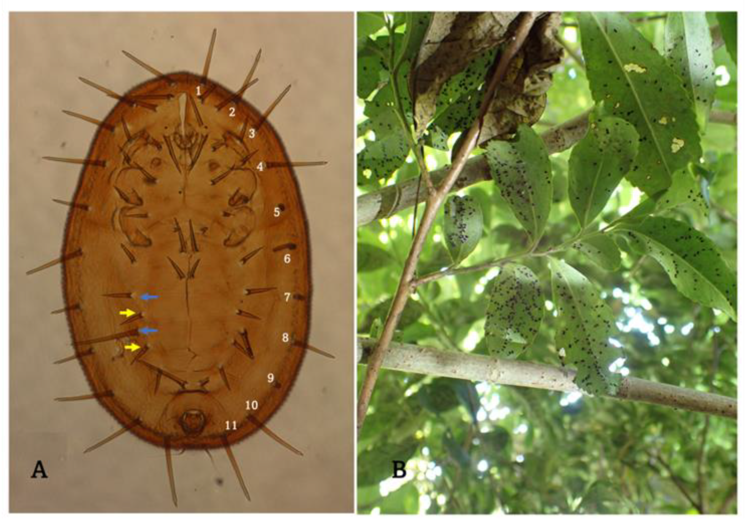 Diversity 15 00080 g001 Diversity 15 00080 g001