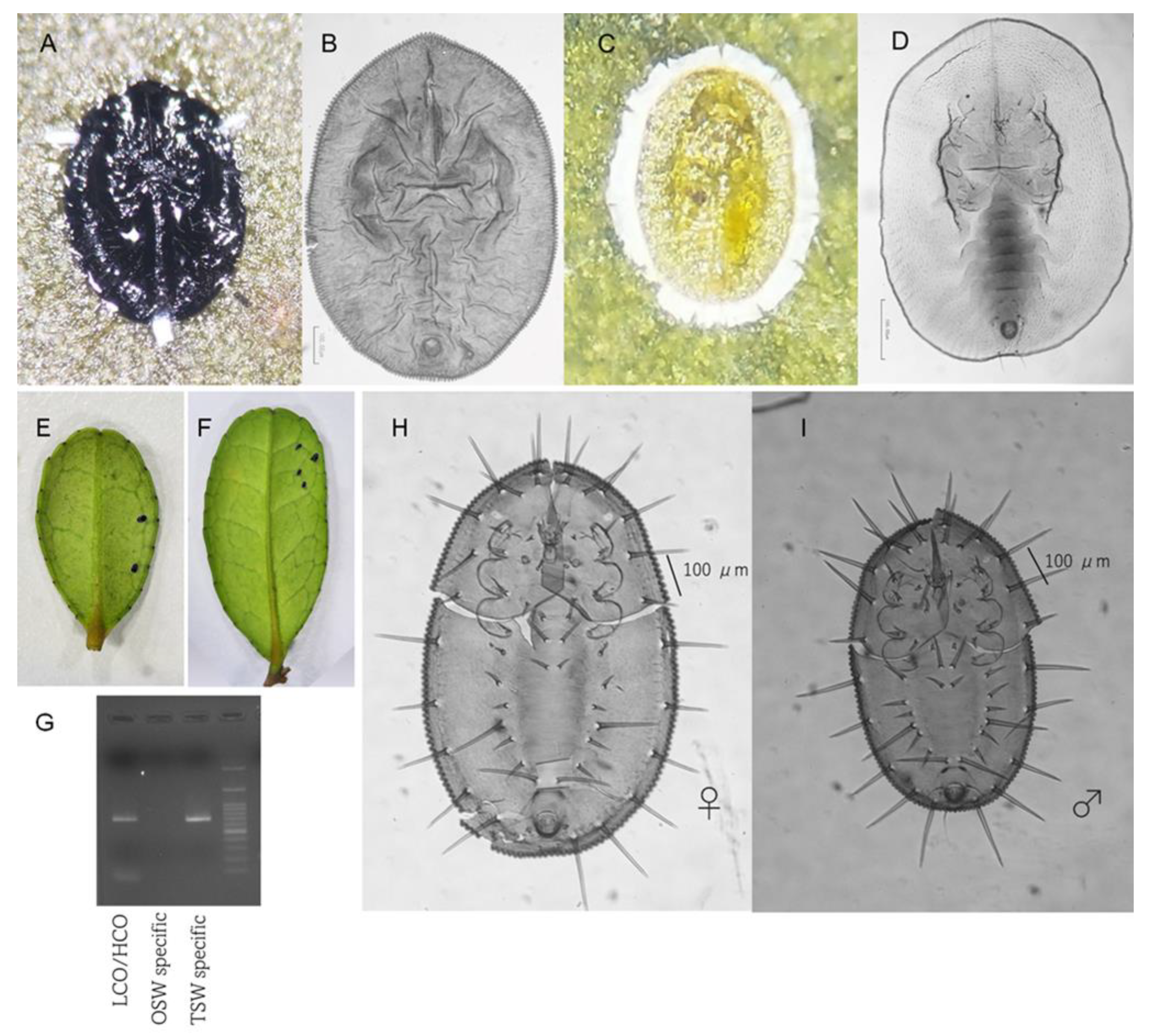 Diversity 15 00080 g002 Diversity 15 00080 g002