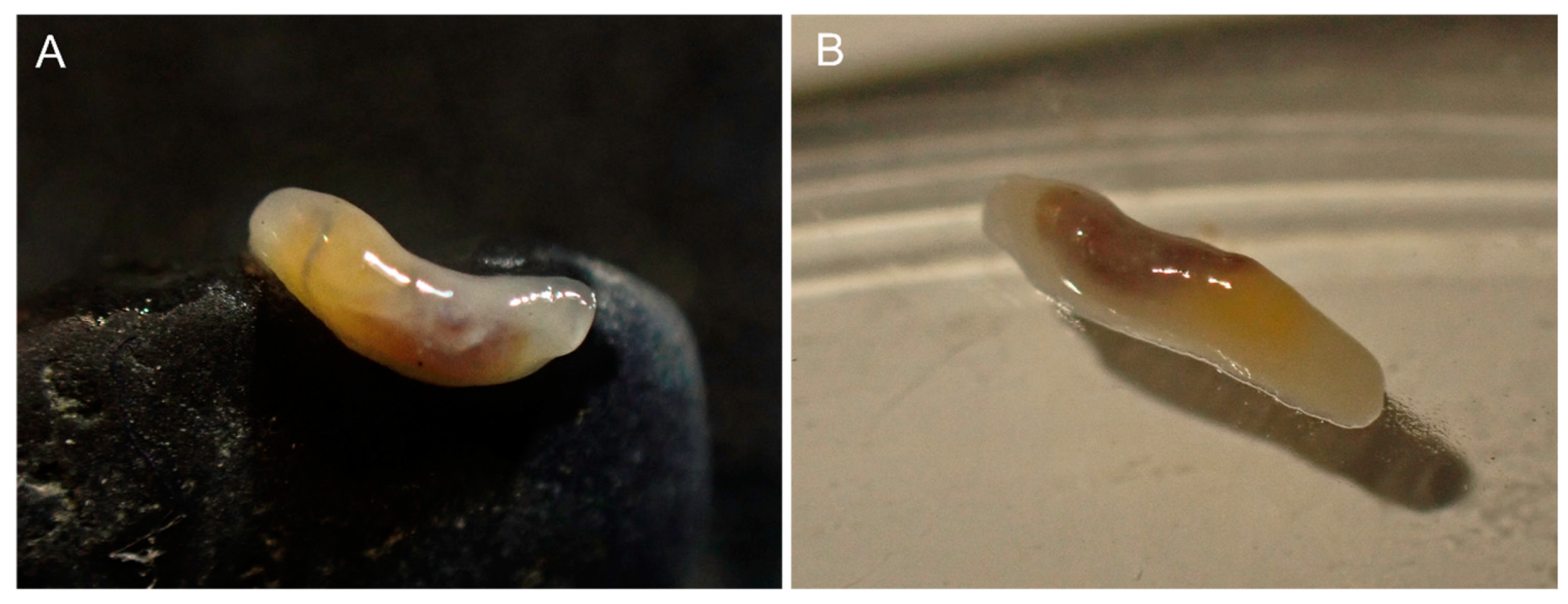 Diversity 15 00086 g003