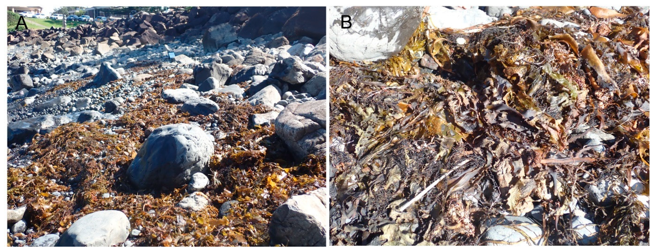 Diversity 15 00086 g006