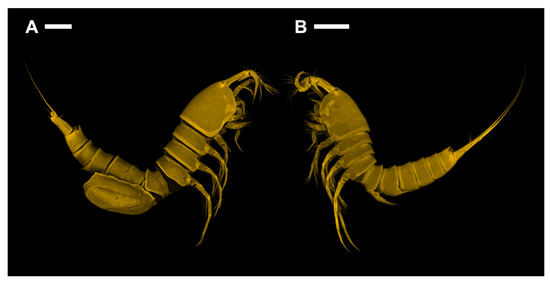 Diversity 15 00097 g002