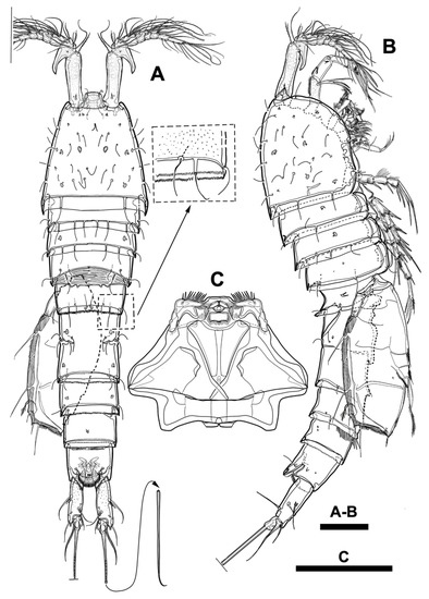 Diversity 15 00097 g007