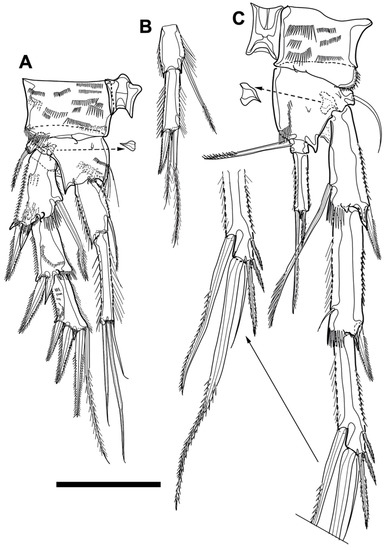 Diversity 15 00097 g019