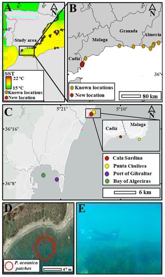Diversity 15 00101 g001