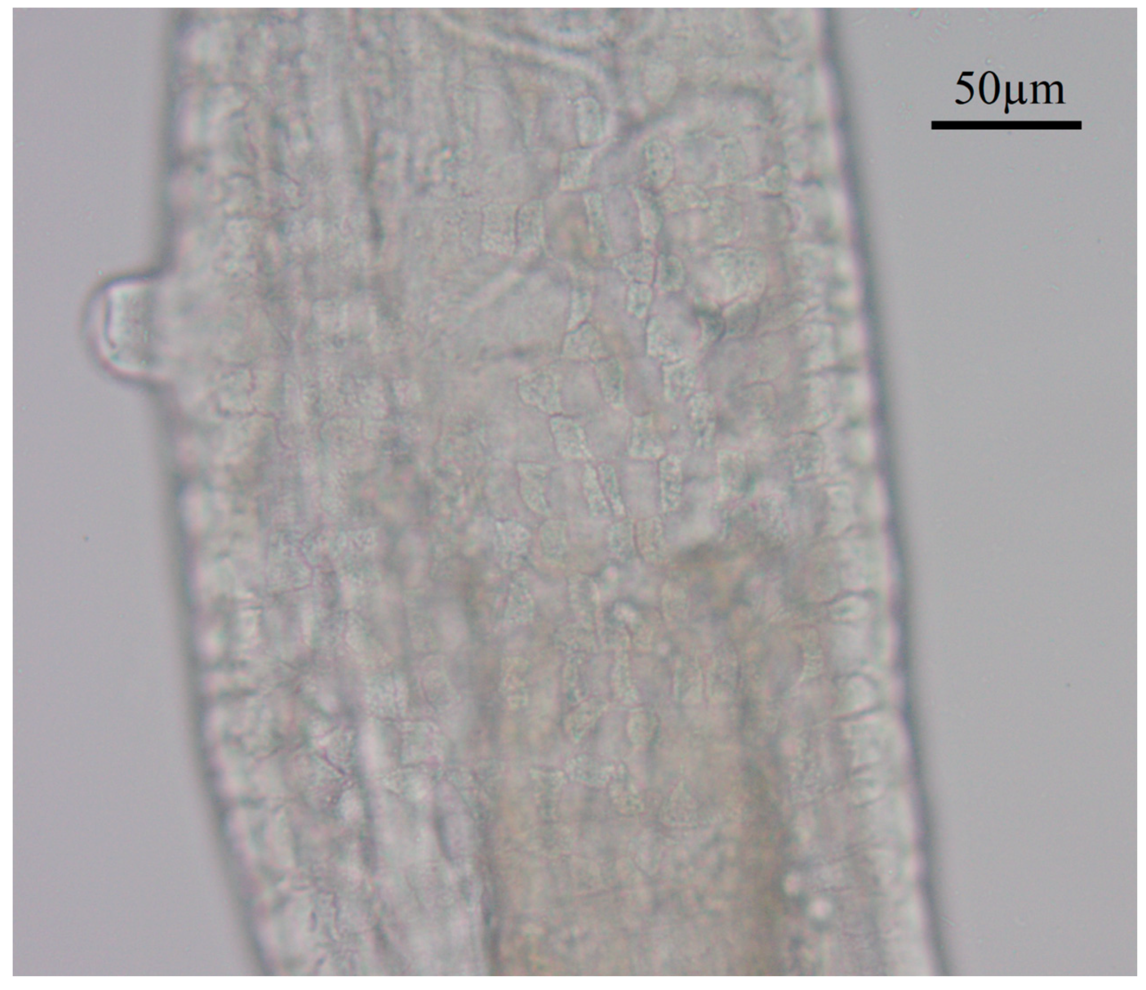 Diversity 15 00106 g003 Diversity 15 00106 g003