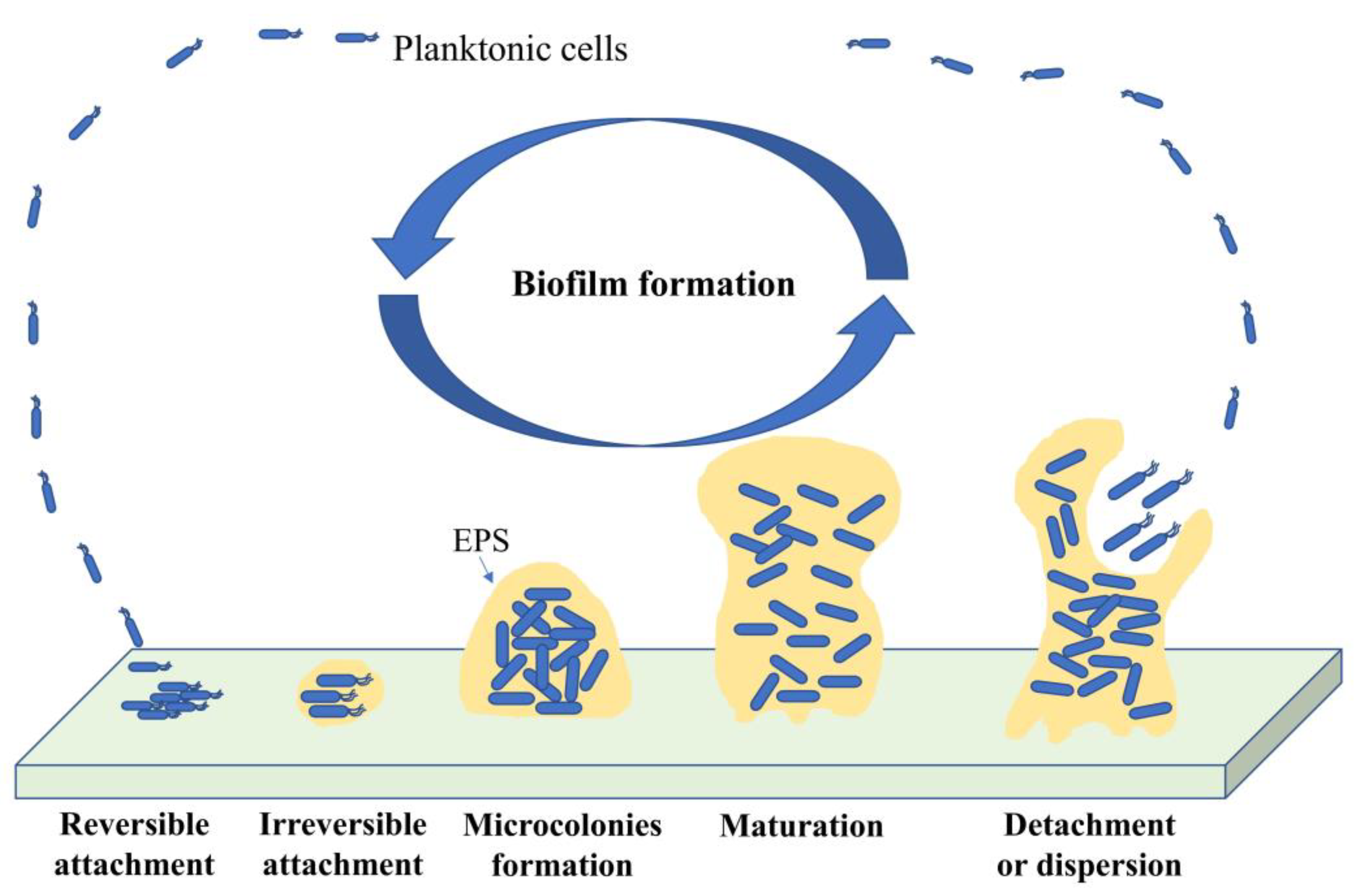 Diversity 15 00112 g003