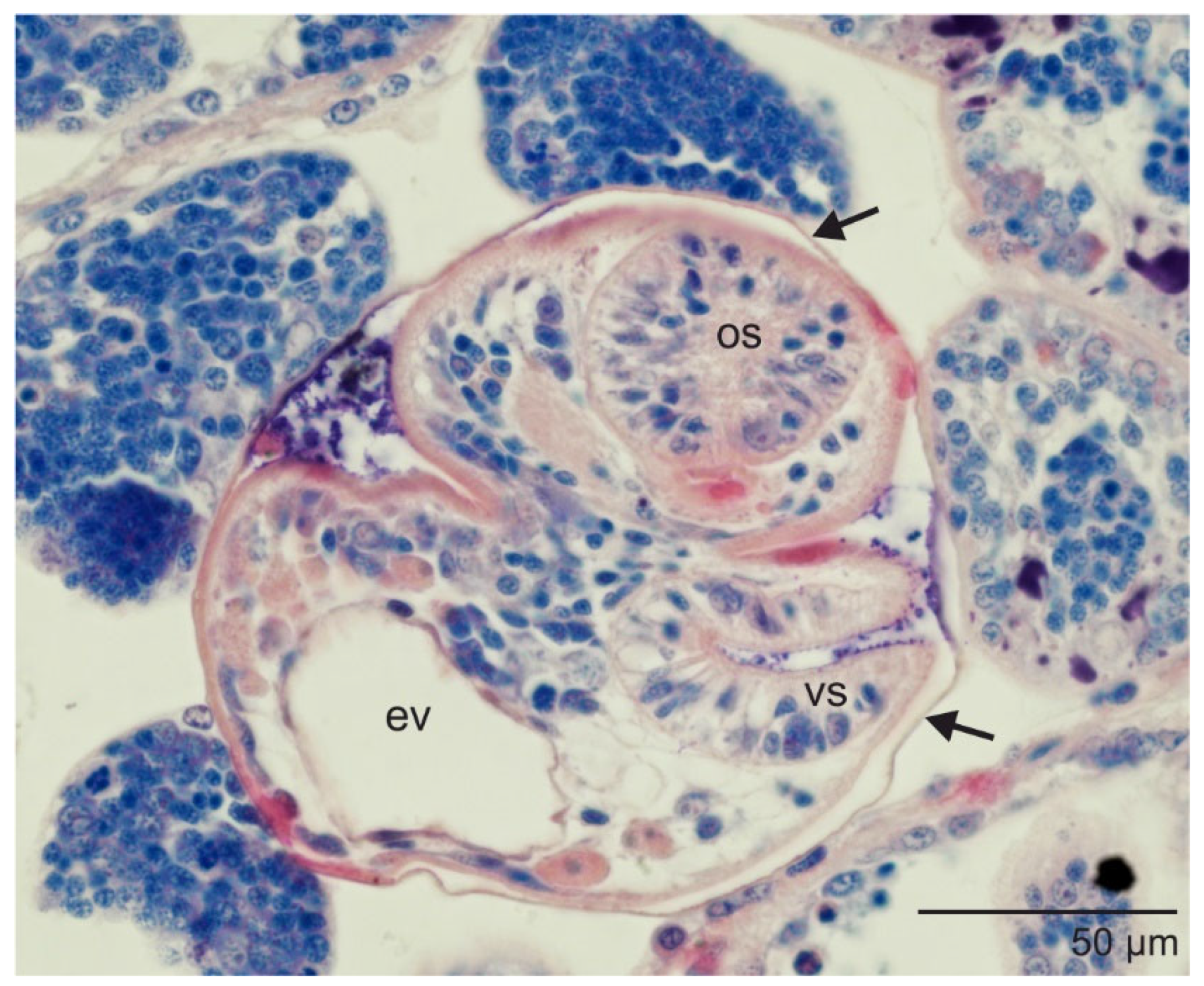 Diversity 15 00121 g005