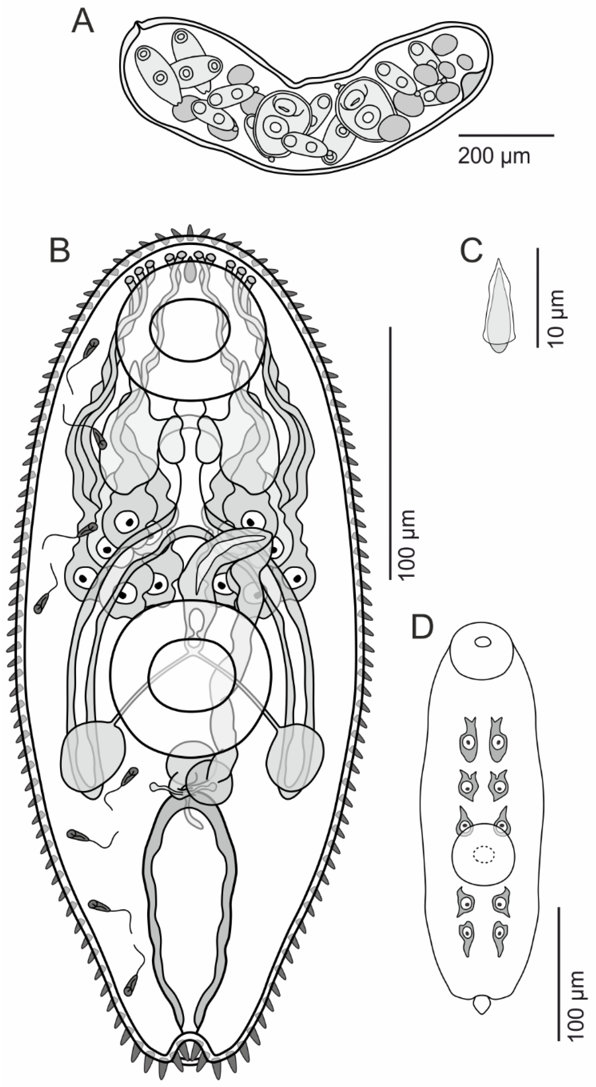 Diversity 15 00121 g006