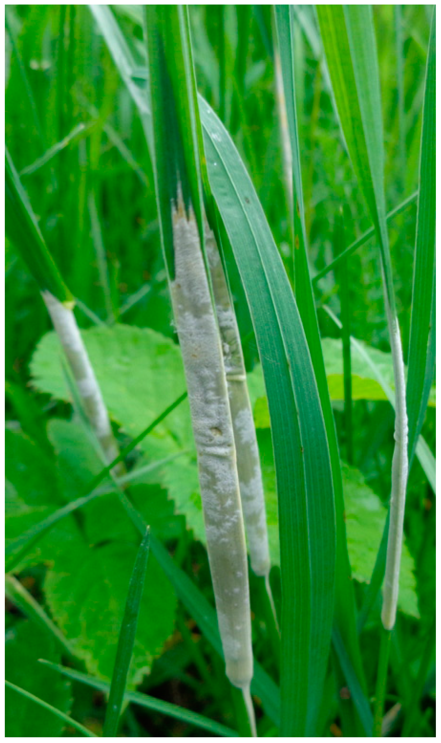 Diversity 15 00130 g005