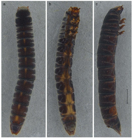 Diversity 15 00131 g003