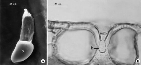 Diversity 15 00134 g003