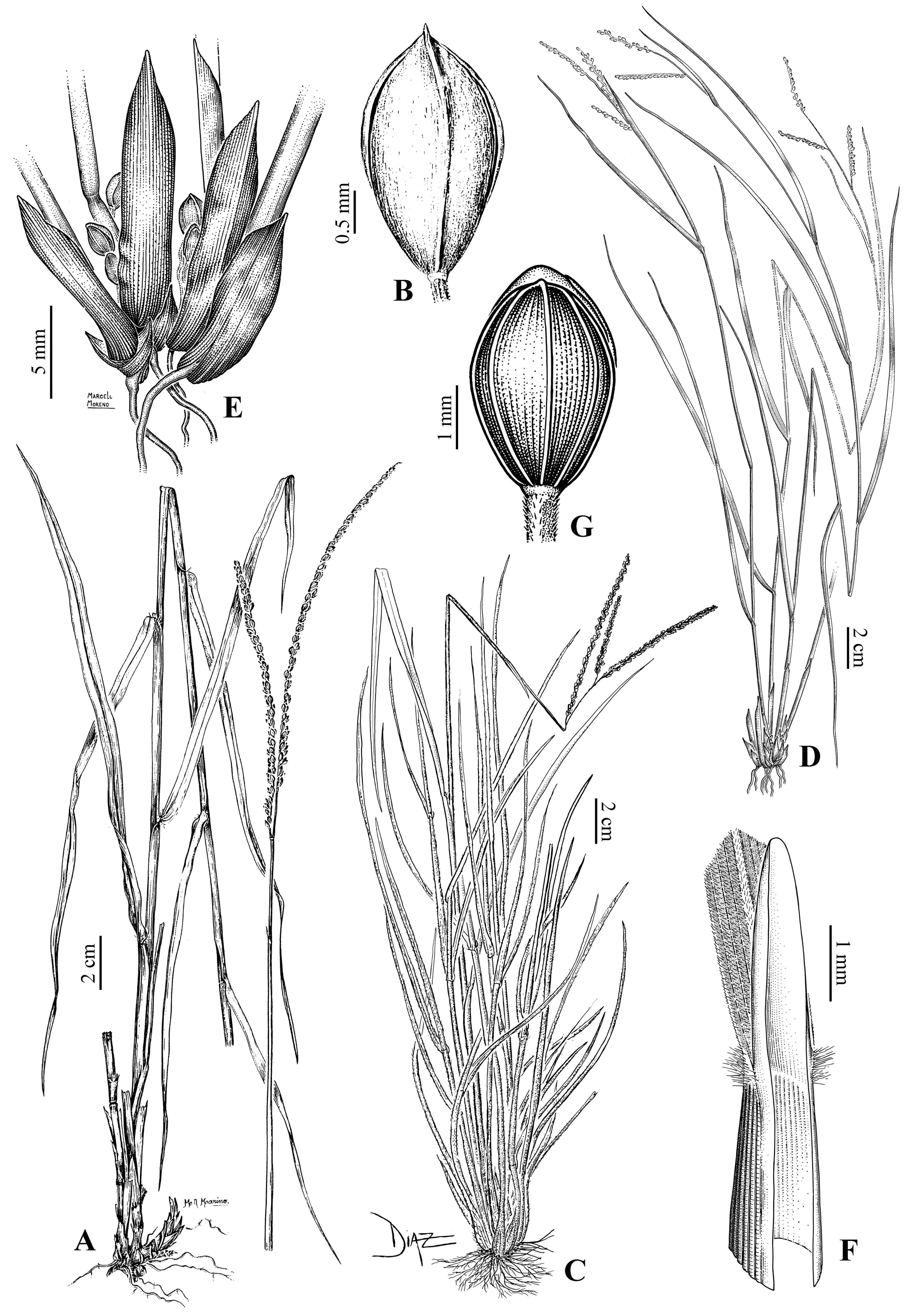 Diversity 15 00134 g005 Diversity 15 00134 g005