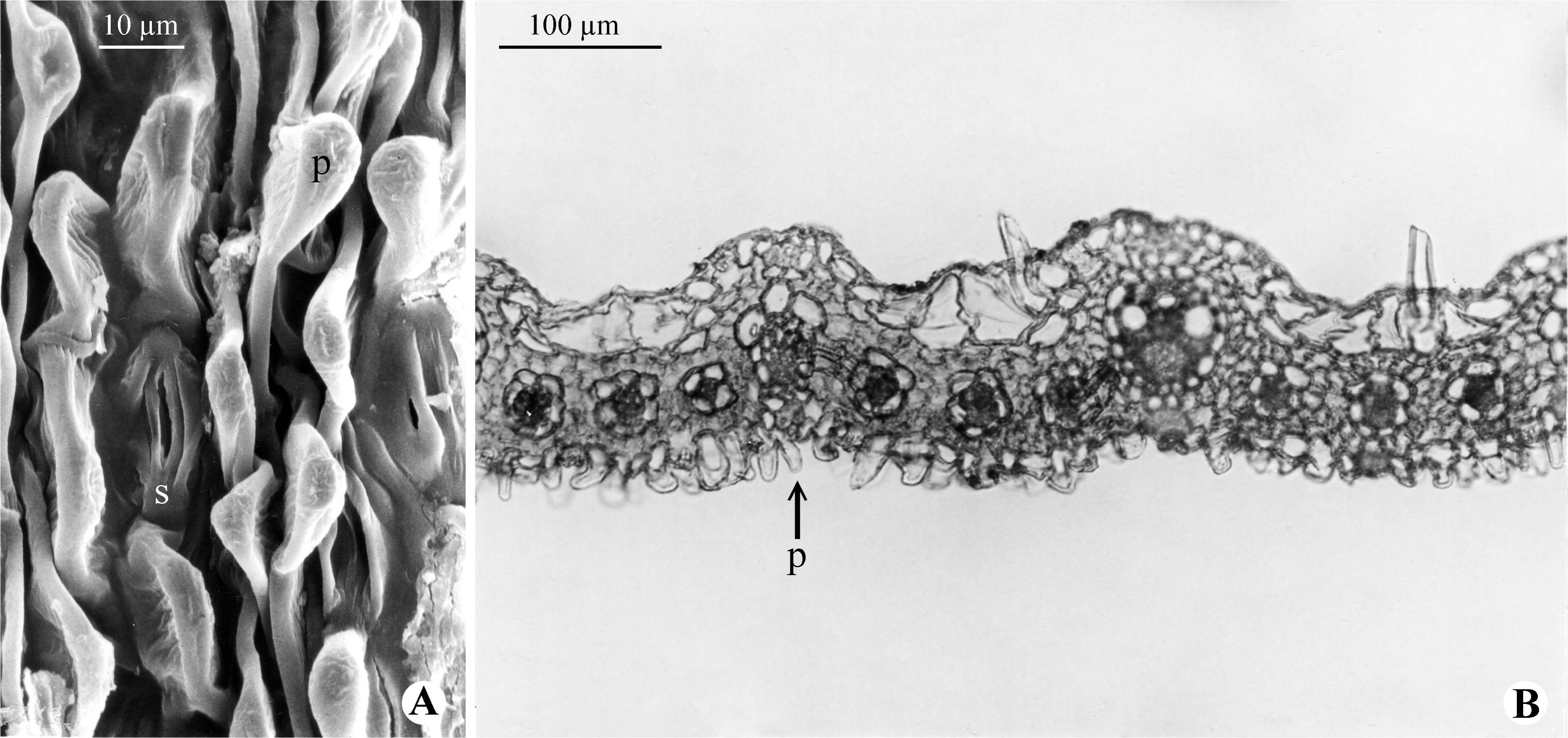 Diversity 15 00134 g006 Diversity 15 00134 g006