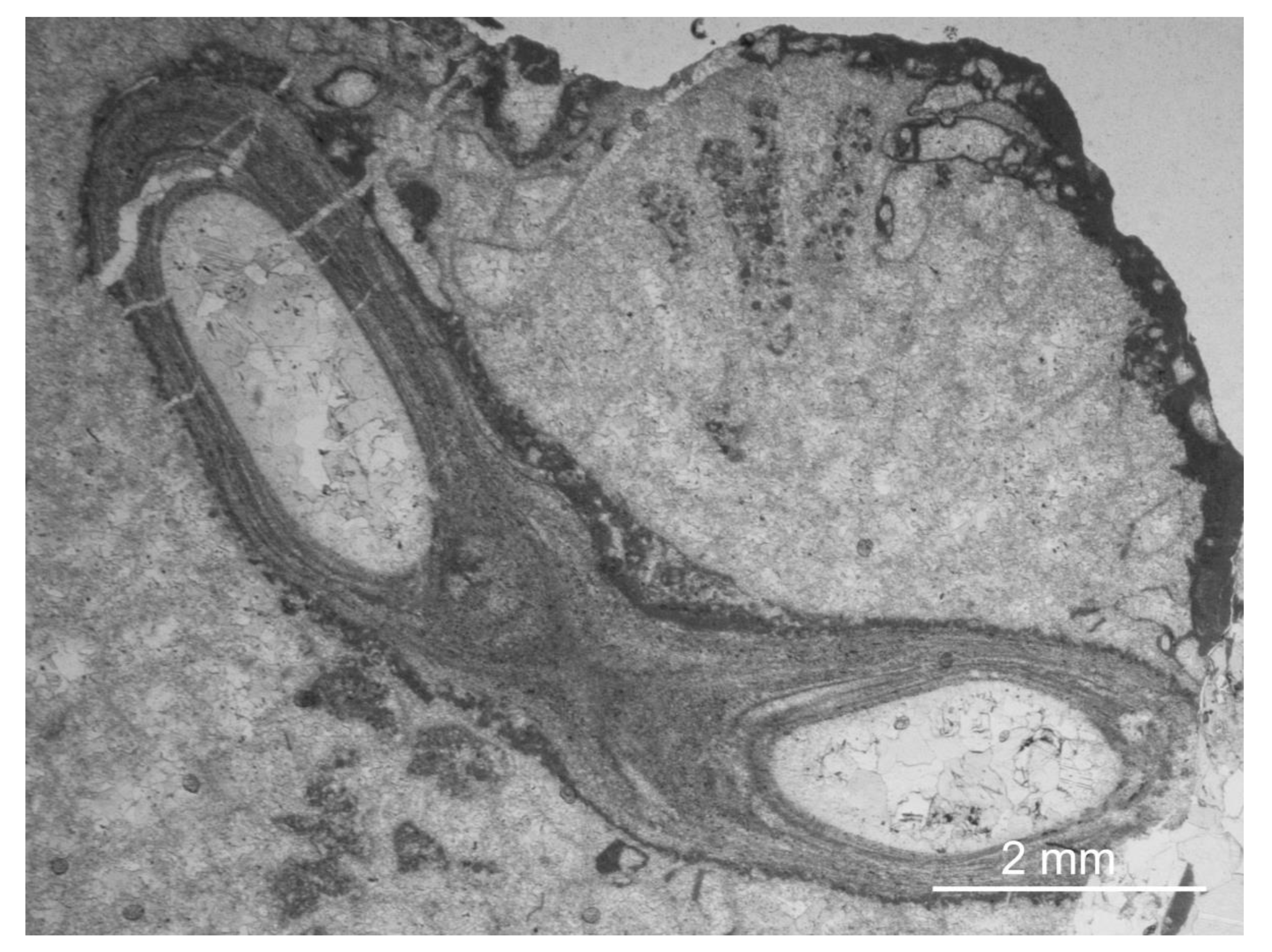 Diversity 15 00147 g004 Diversity 15 00147 g004