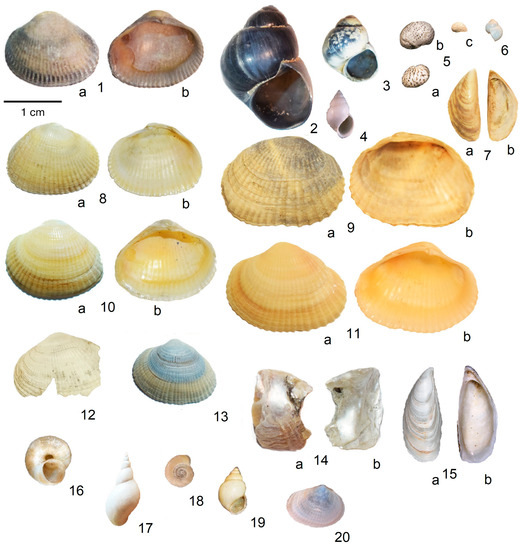 Diversity 15 00150 g003