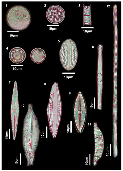 Diversity 15 00150 g005