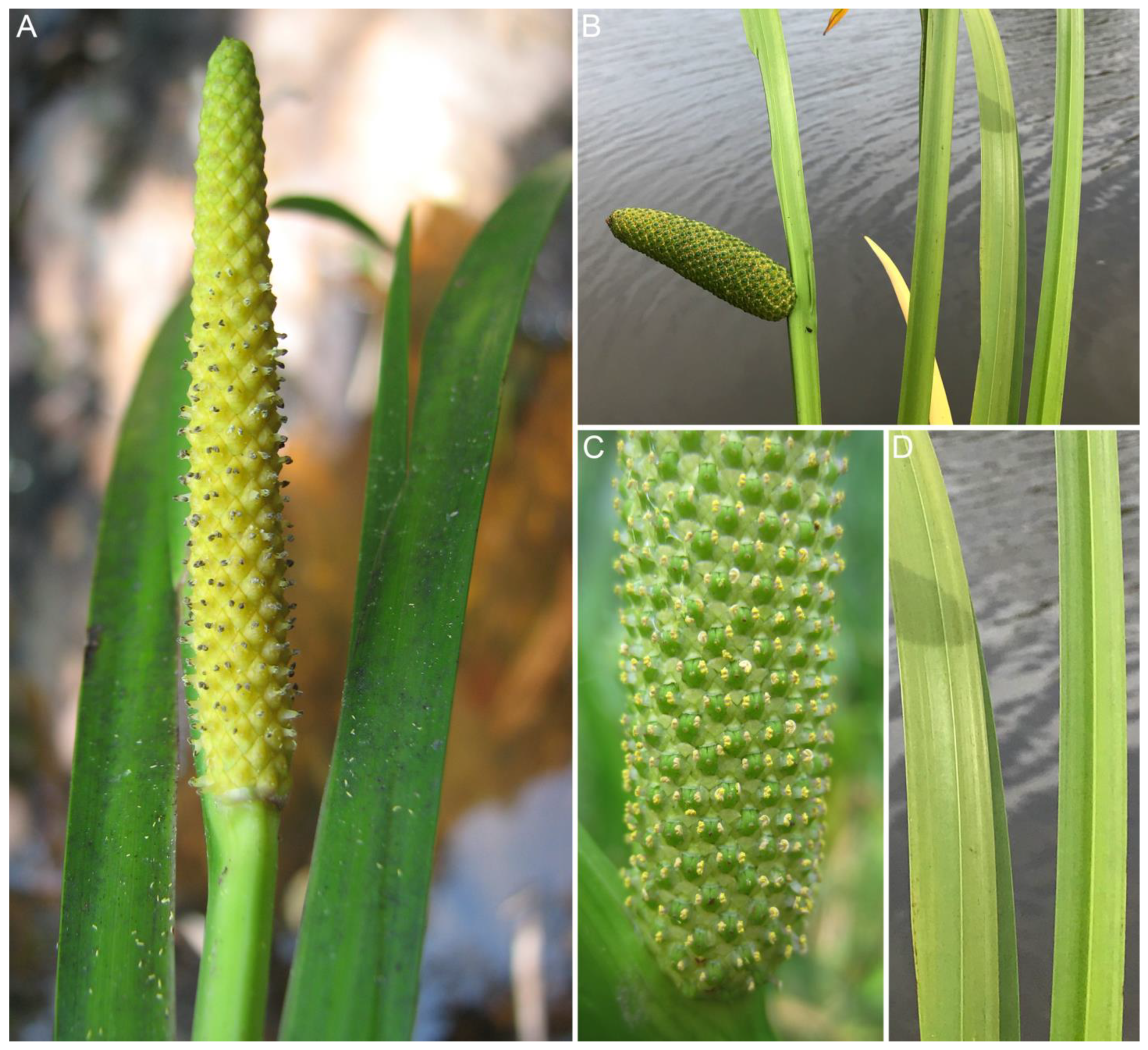 Diversity 15 00176 g001