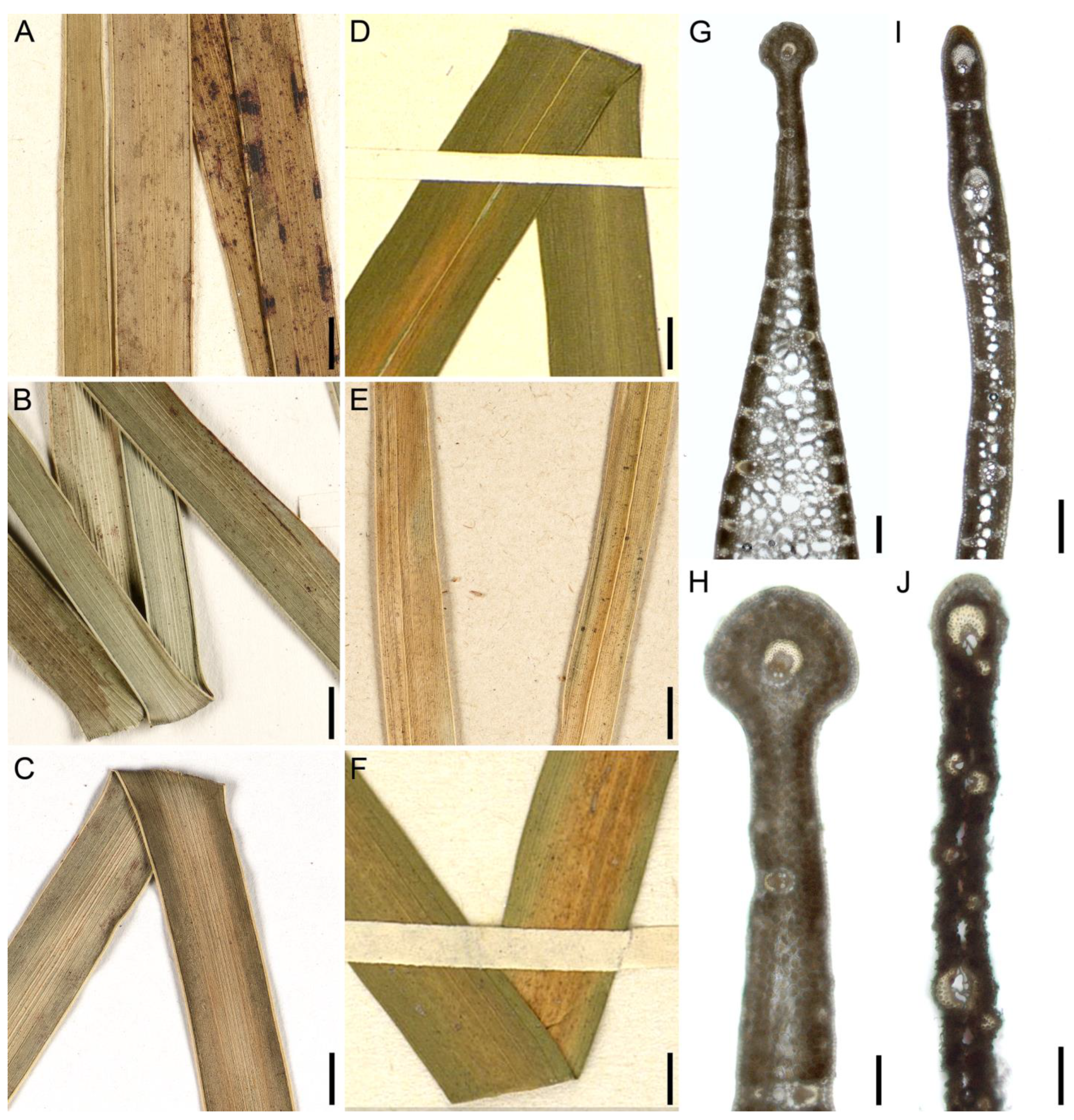 Diversity 15 00176 g002