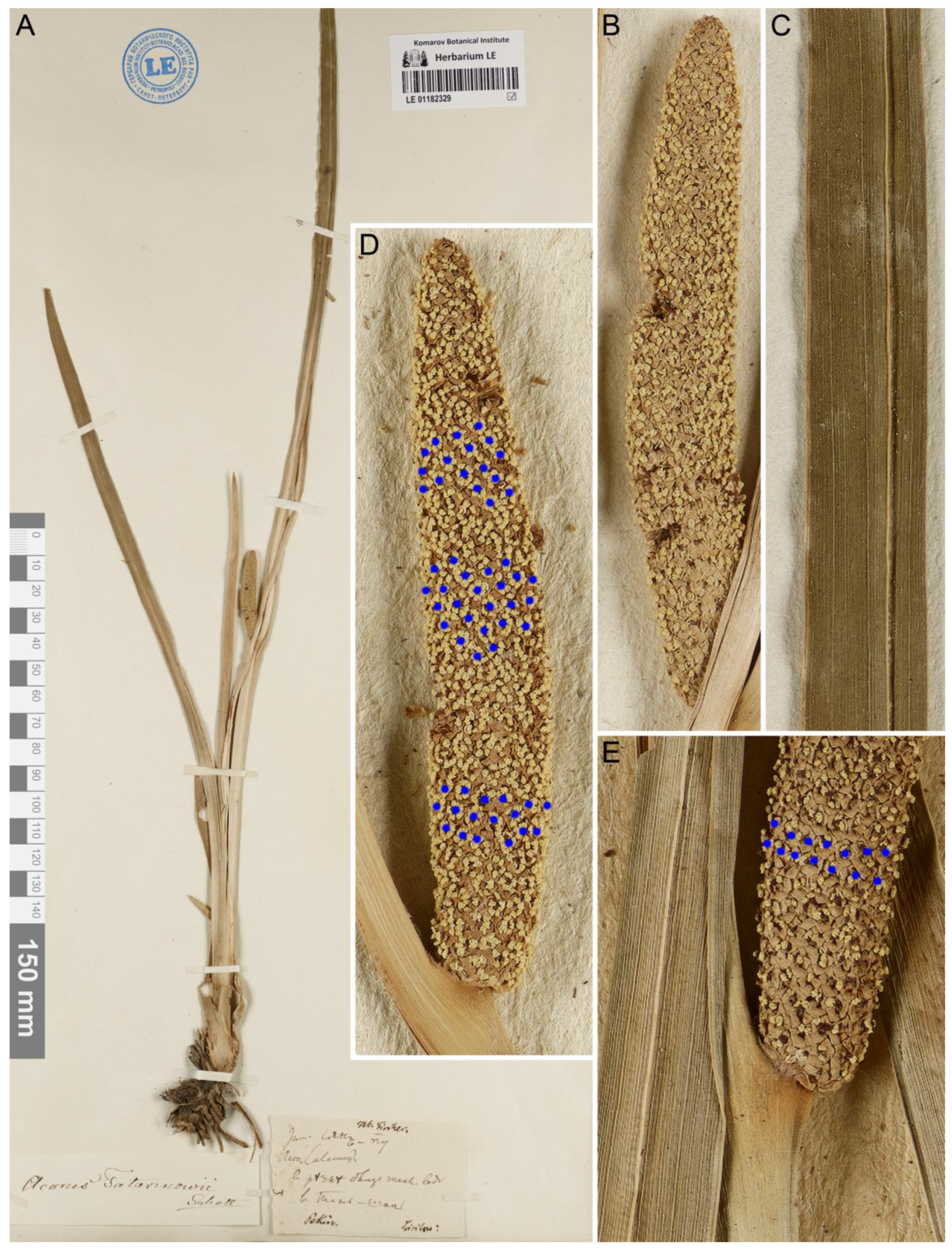 Diversity 15 00176 g003
