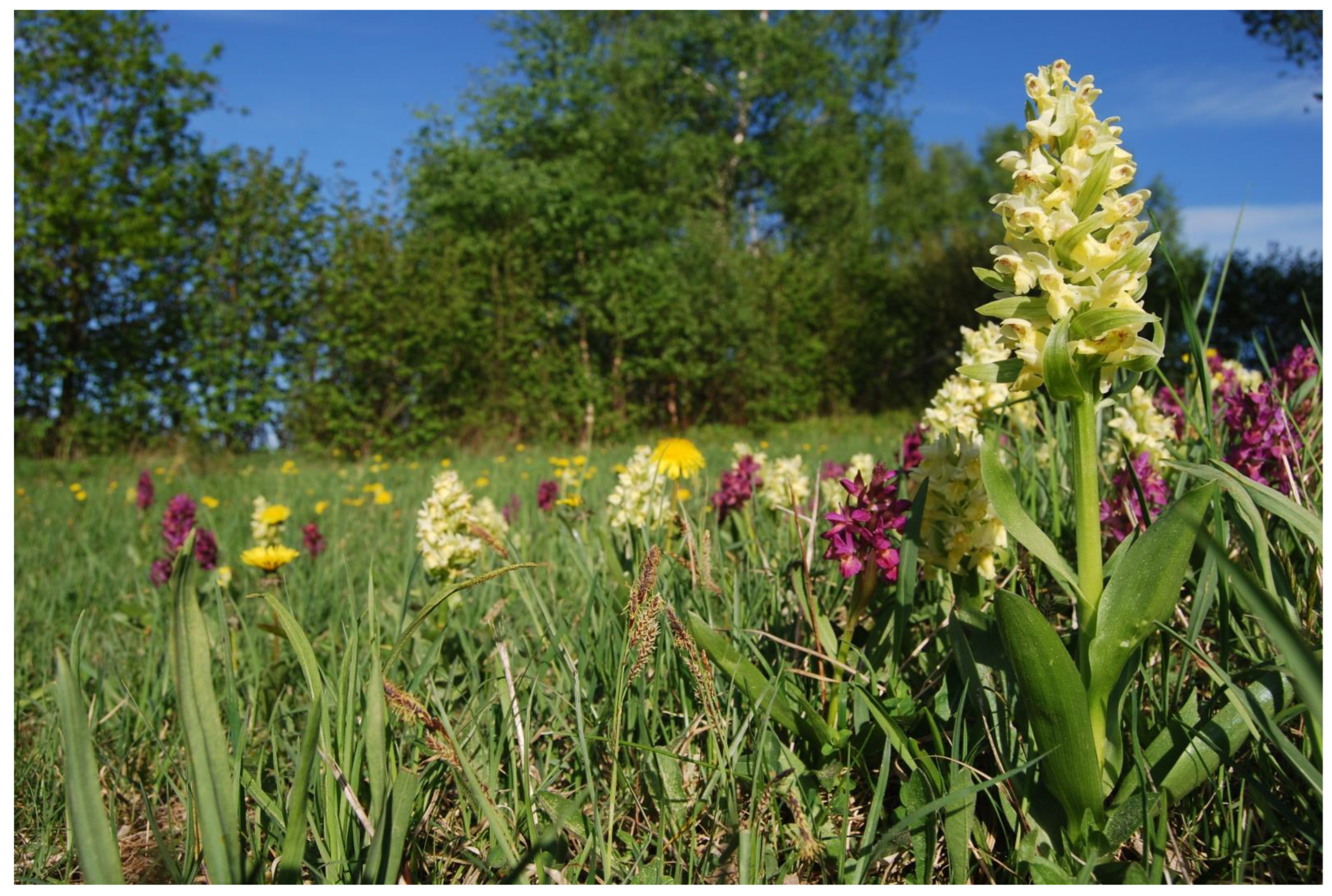 Diversity 15 00179 g001 Diversity 15 00179 g001