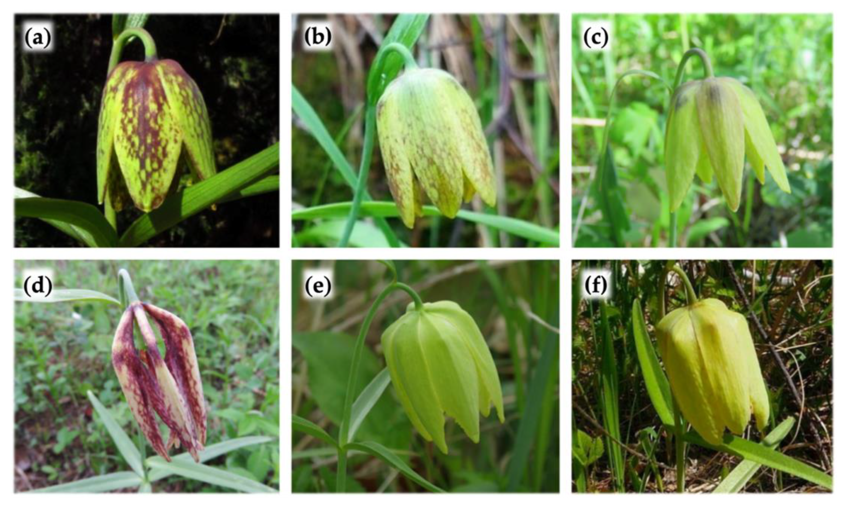 Diversity 15 00193 g007 Diversity 15 00193 g007