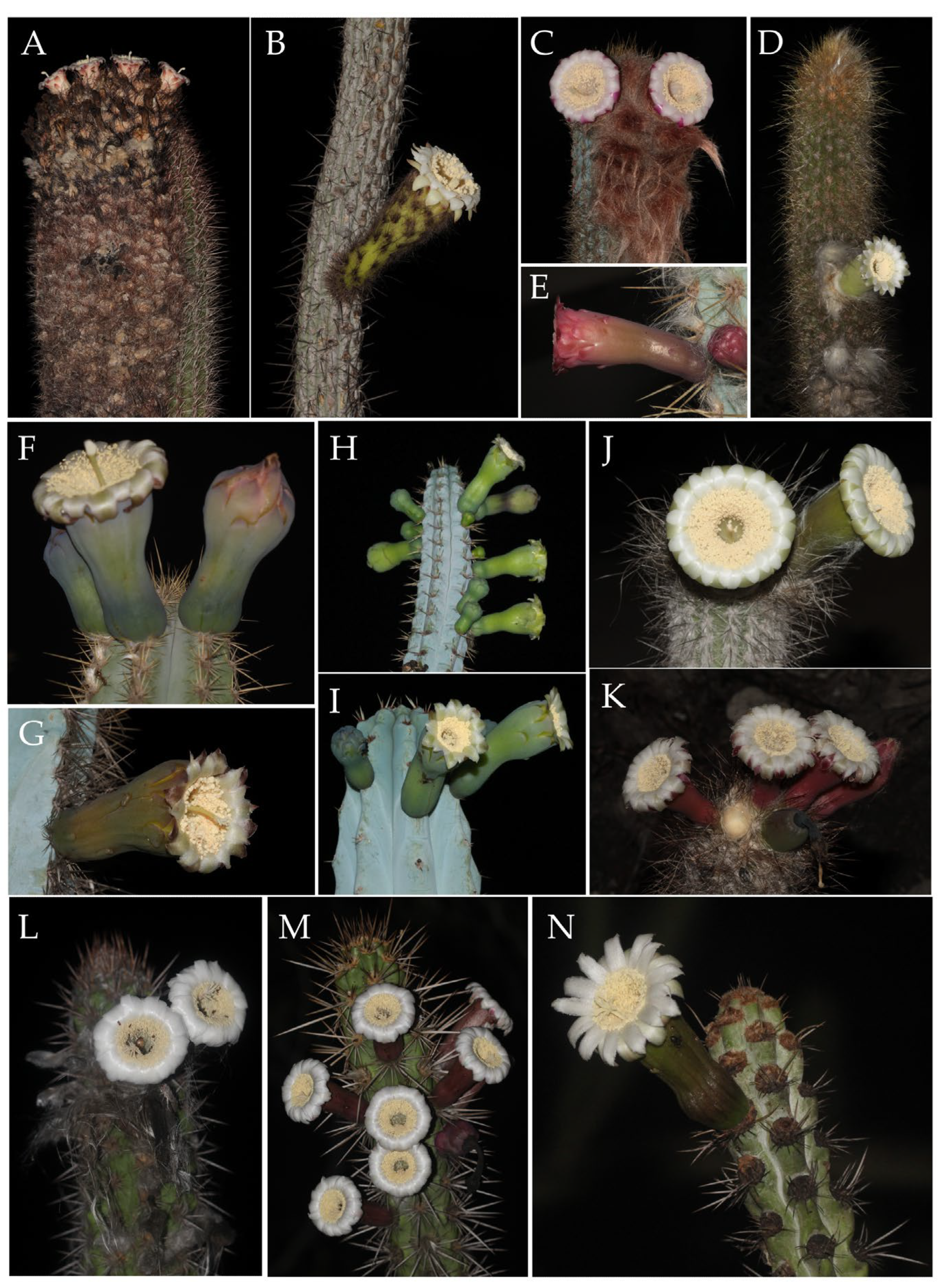 Diversity 15 00207 g002