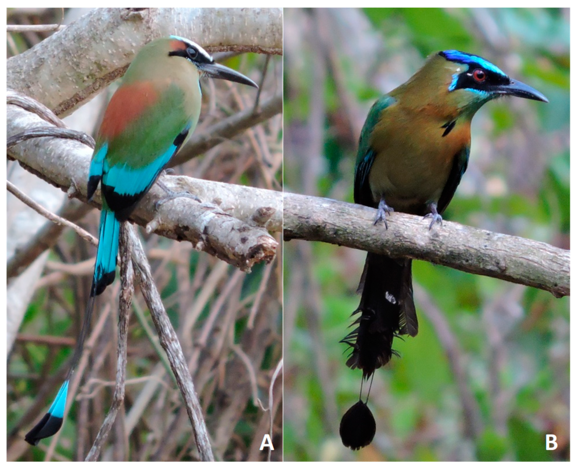 Diversity 15 00208 g001