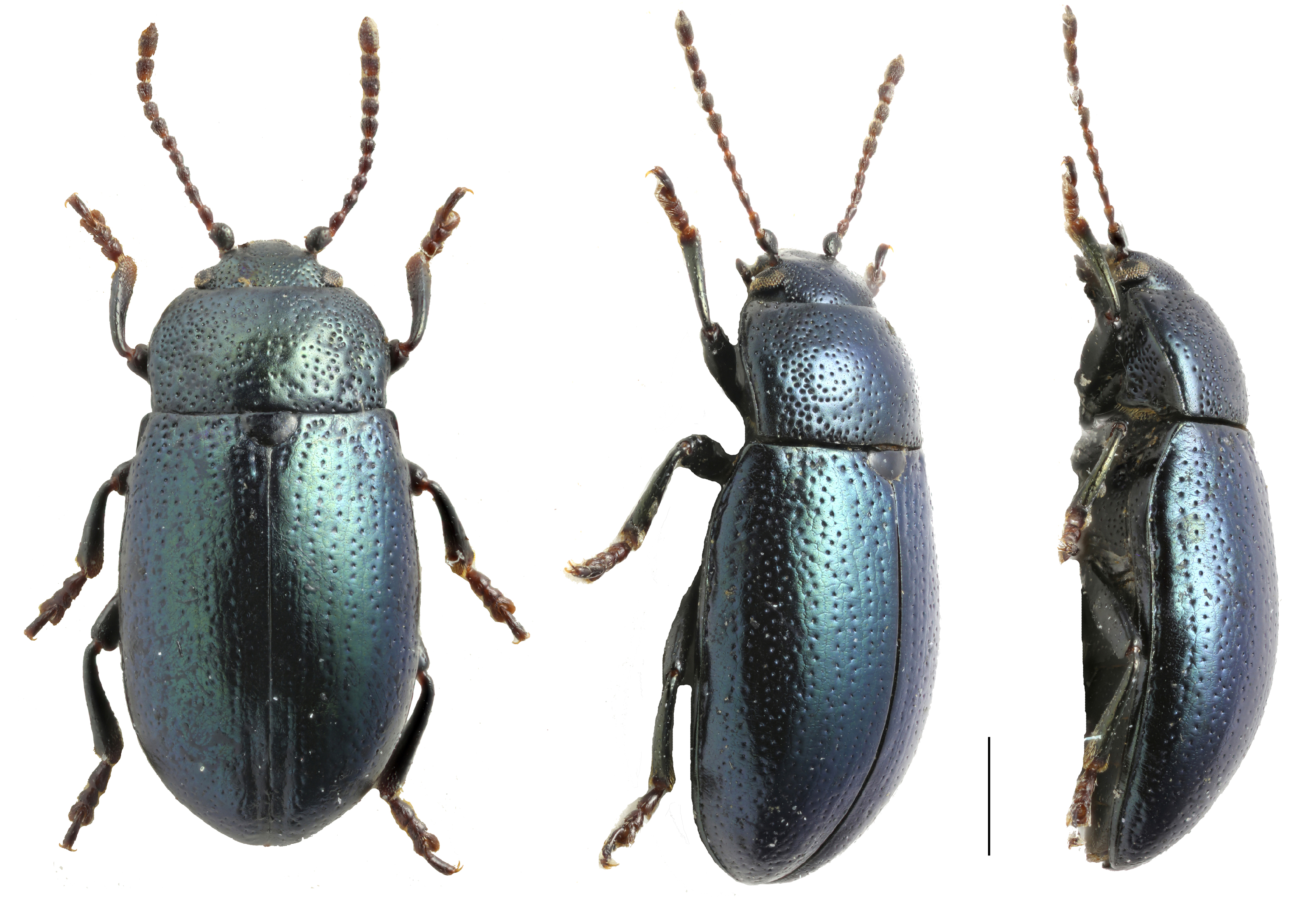 Diversity 15 00228 g001 Diversity 15 00228 g001