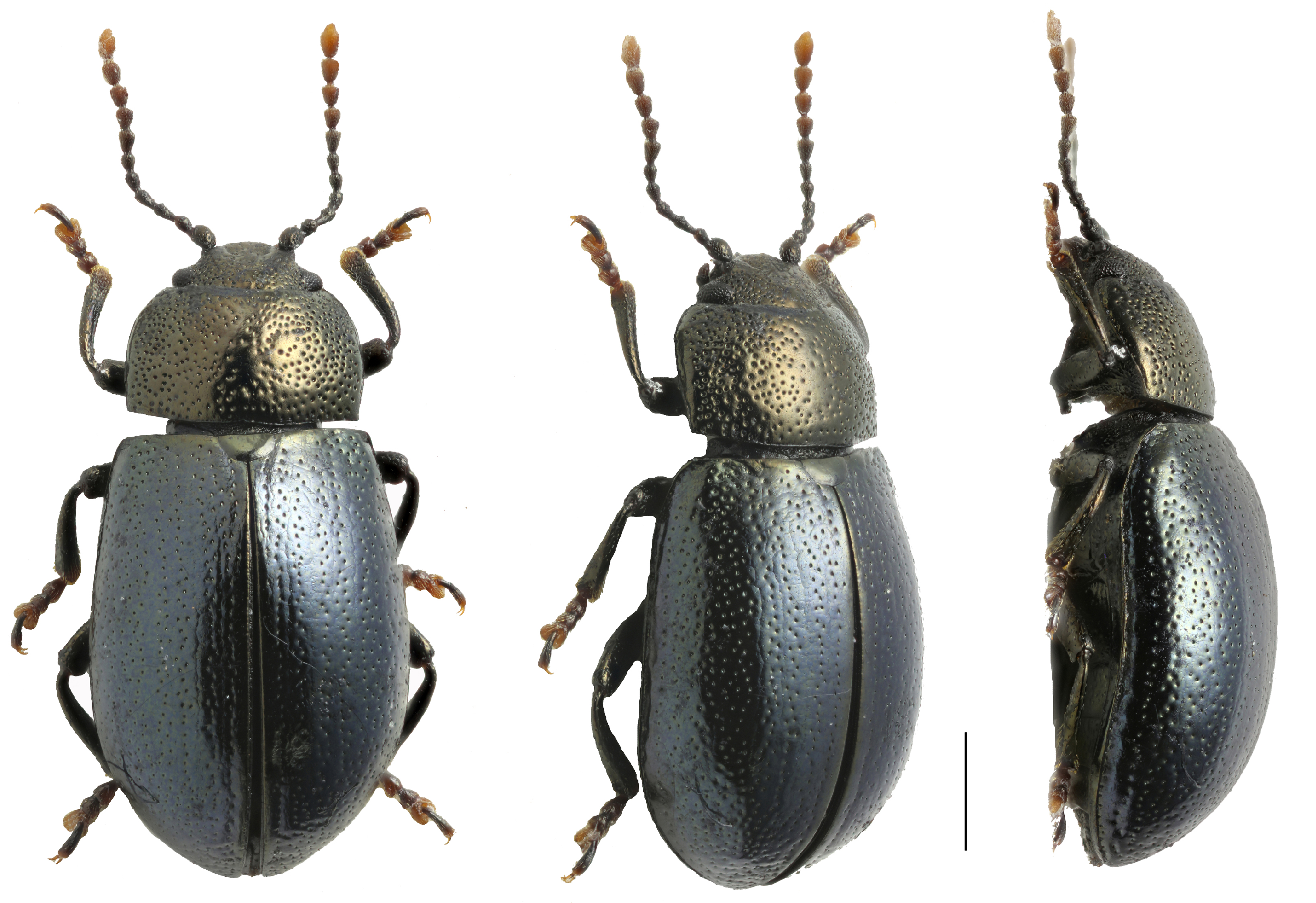 Diversity 15 00228 g005 Diversity 15 00228 g005