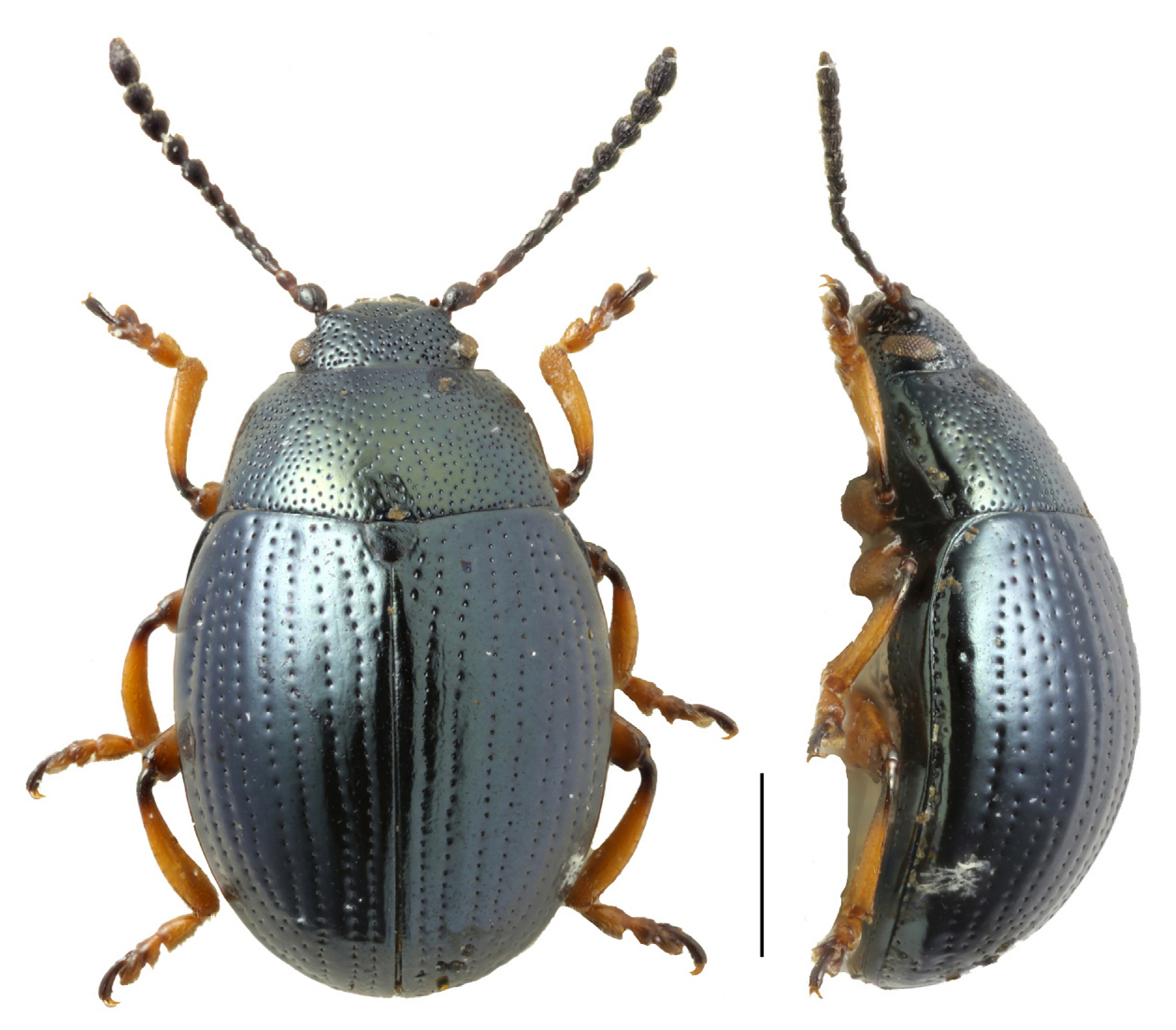 Diversity 15 00228 g006 Diversity 15 00228 g006