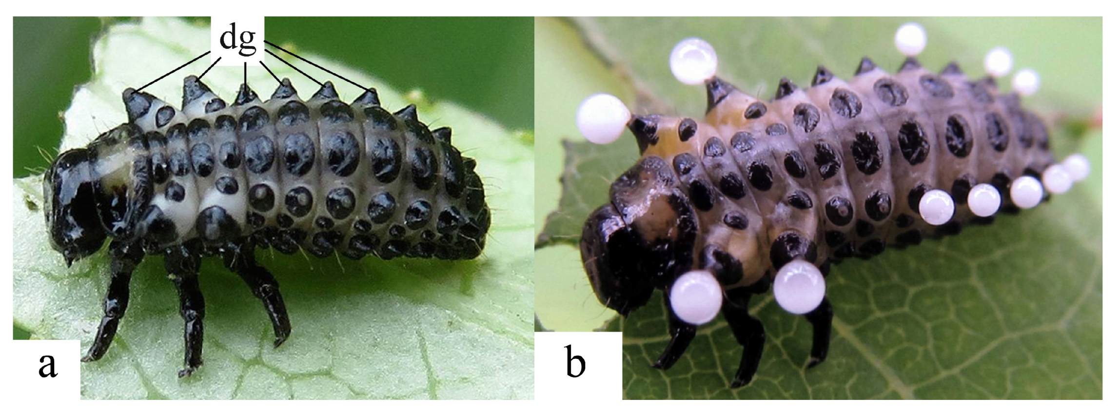 Diversity 15 00228 g008 Diversity 15 00228 g008