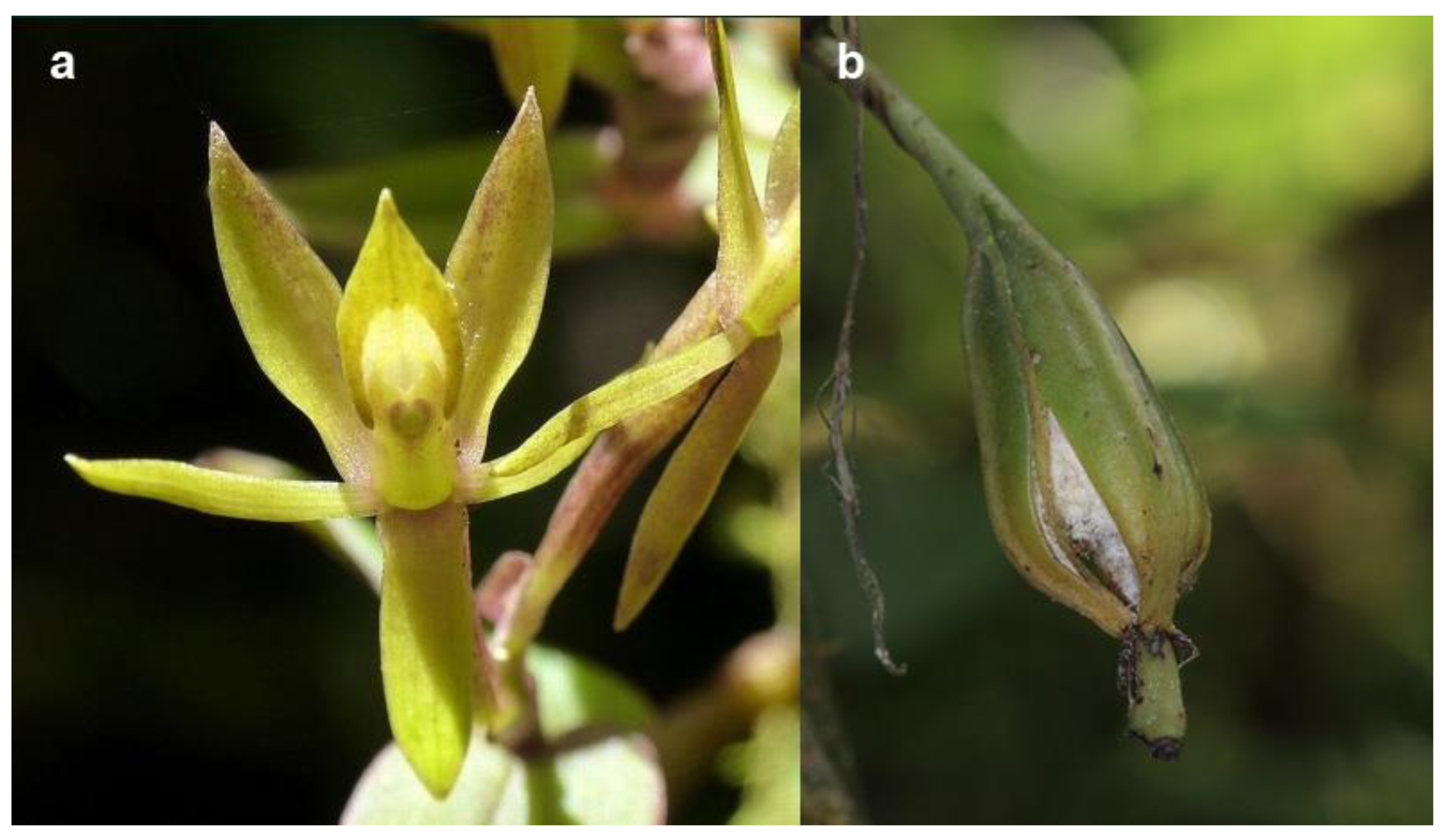 Diversity 15 00236 g001