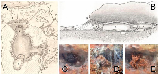 Diversity 15 00238 g010