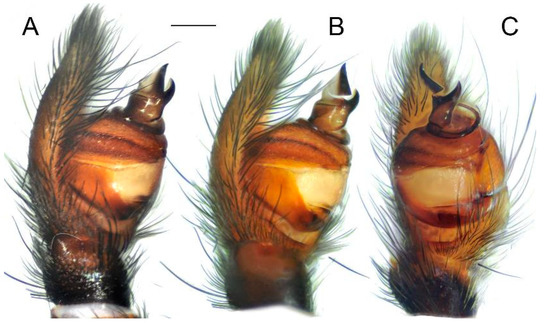 Diversity 15 00238 g012