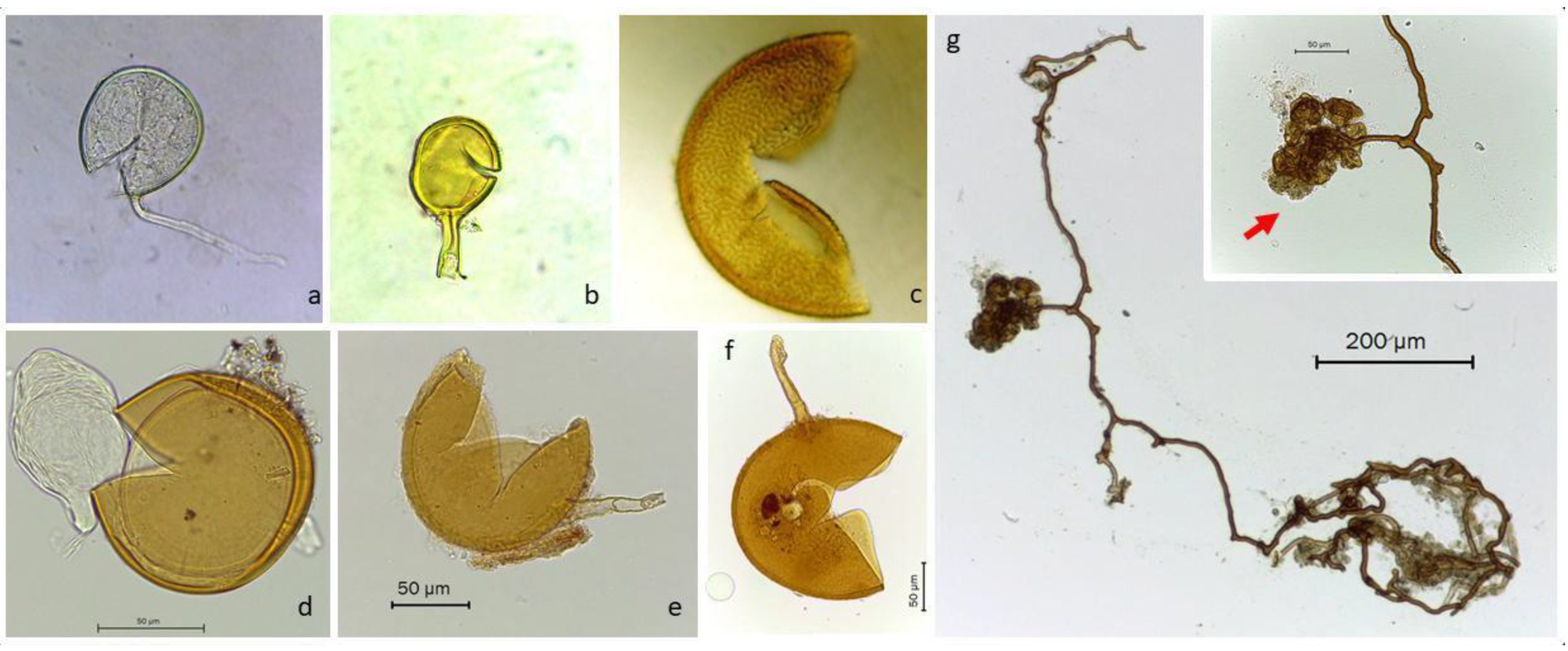 Diversity 15 00246 g003