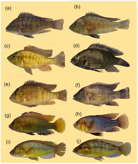 Diversity 15 00259 g0a8 550