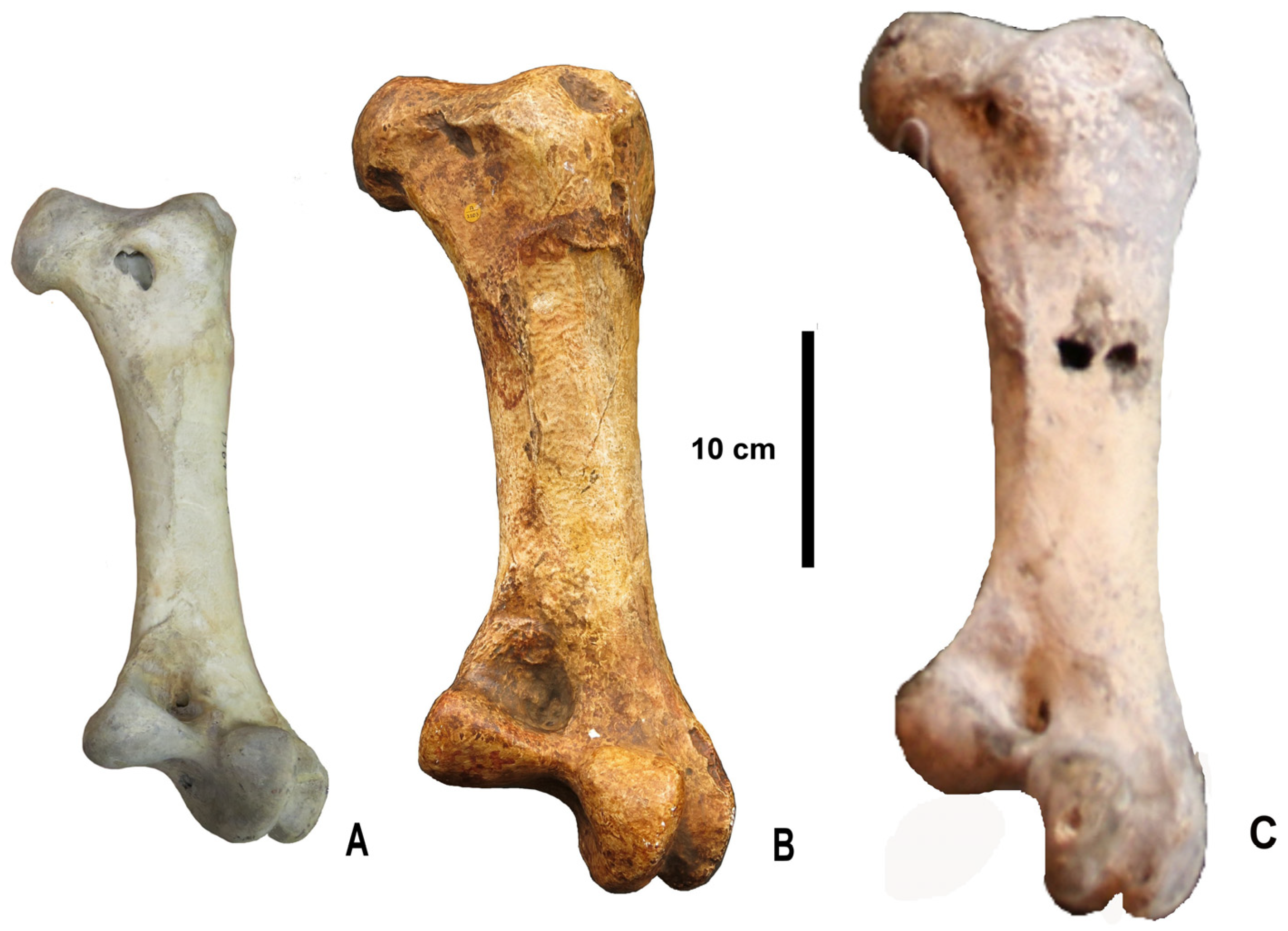 Diversity 15 00265 g004