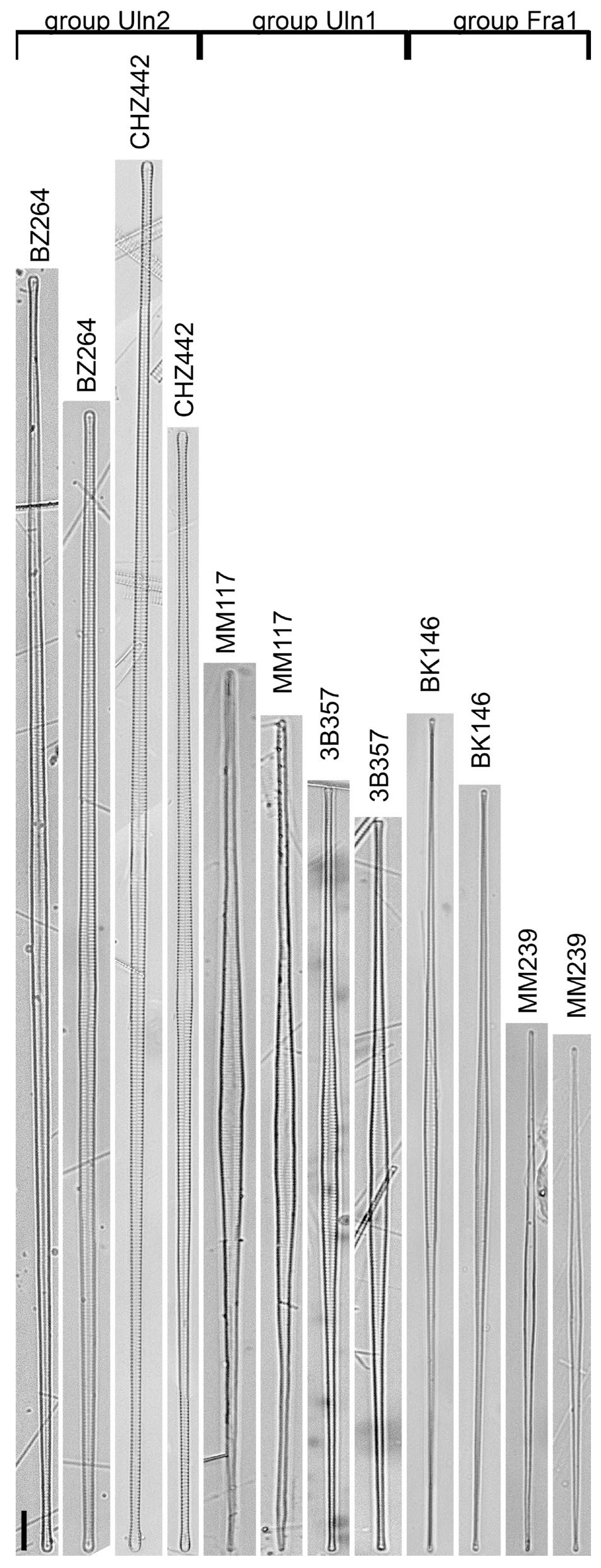 Diversity 15 00271 g004 Diversity 15 00271 g004