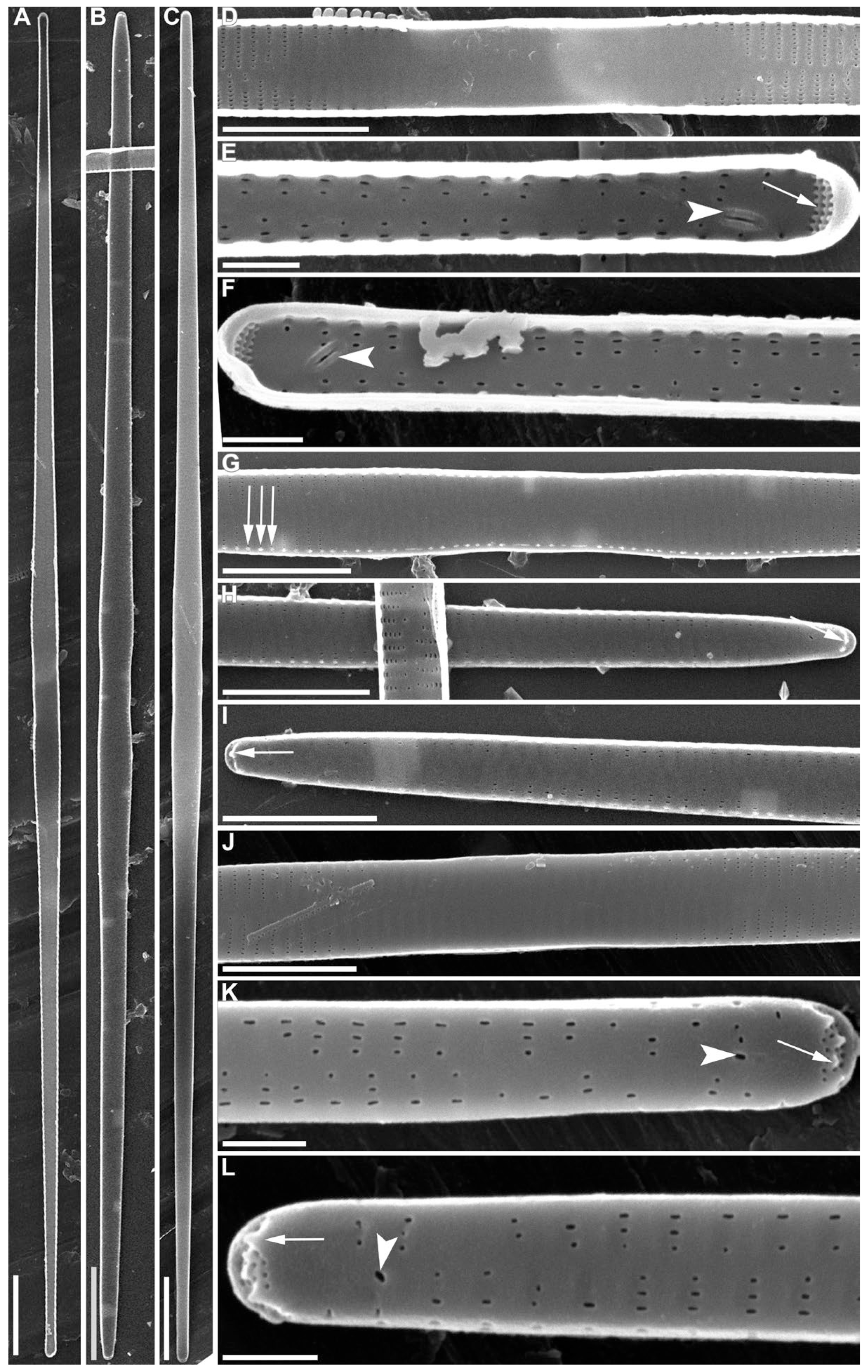 Diversity 15 00271 g005 Diversity 15 00271 g005