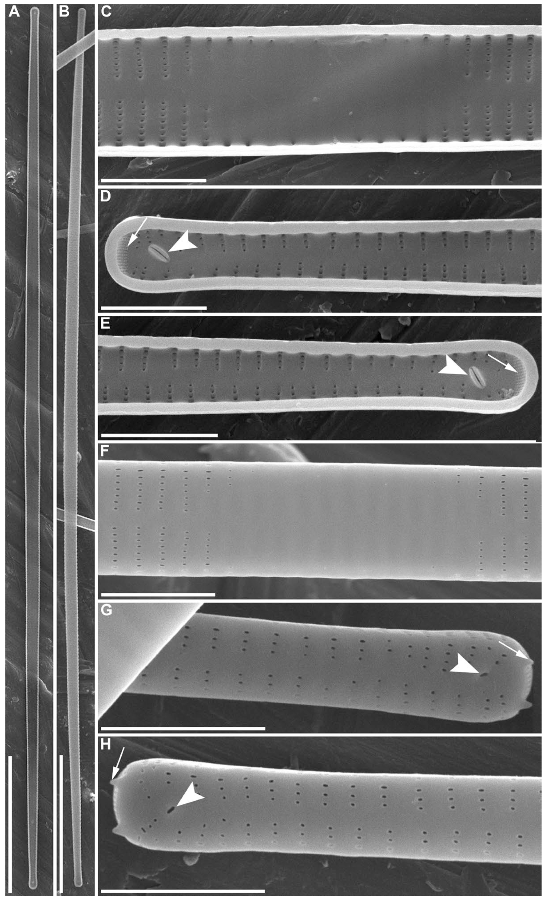 Diversity 15 00271 g007 Diversity 15 00271 g007