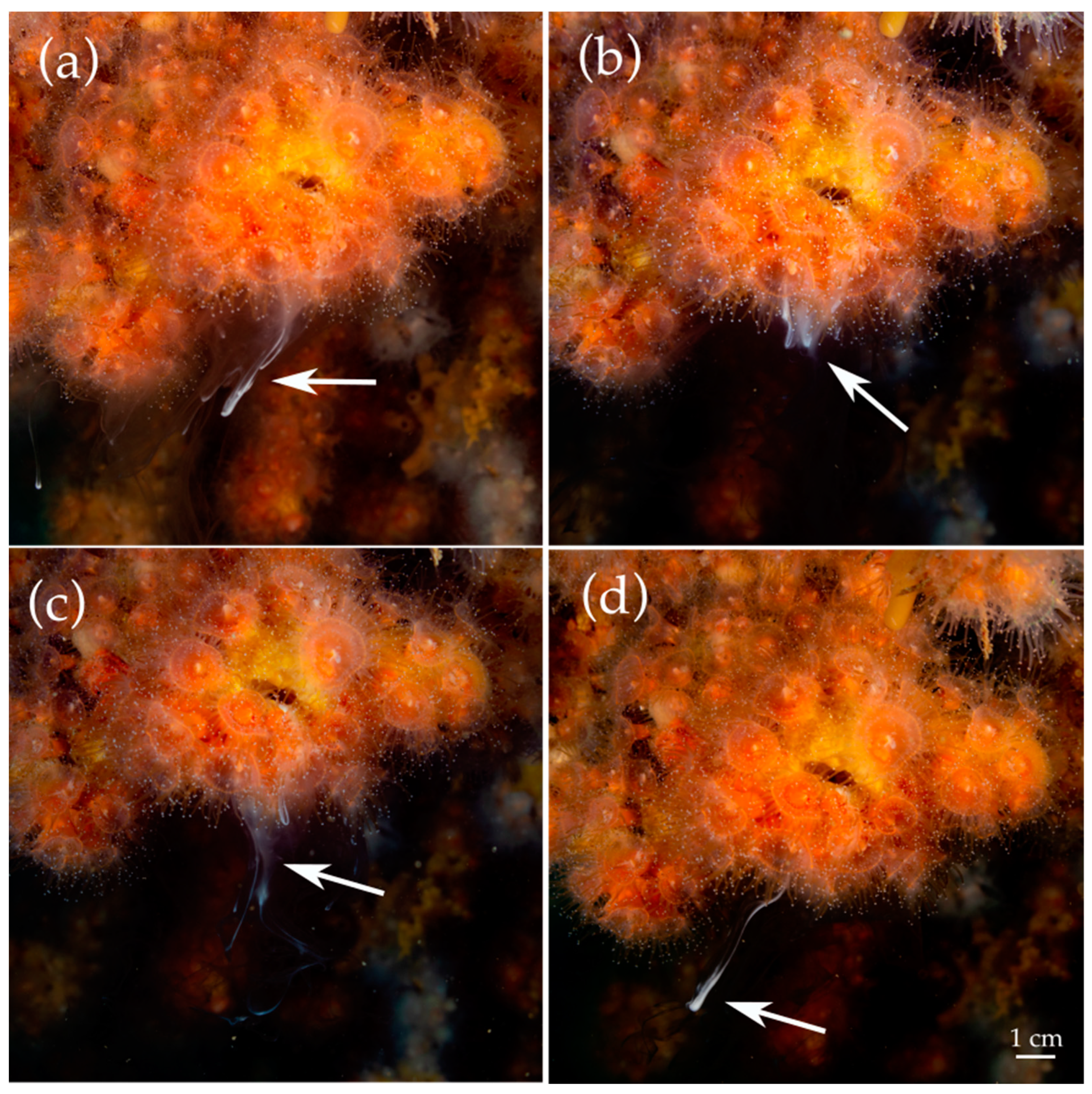 Diversity 15 00287 g001