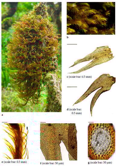 Diversity 15 00295 g0a1