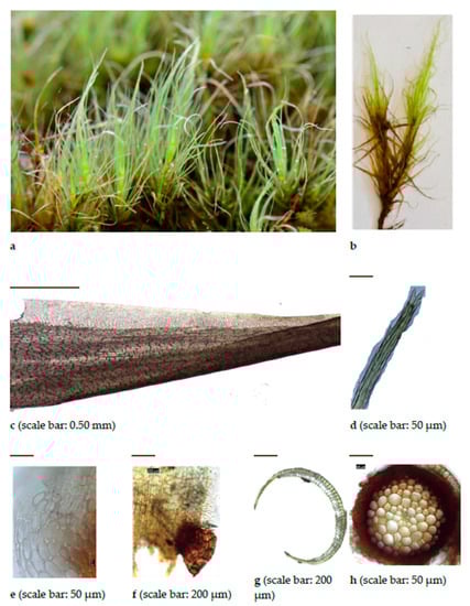 Diversity 15 00295 g0a10