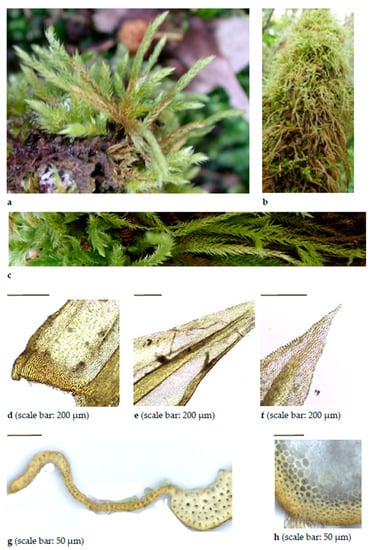 Diversity 15 00295 g0a12