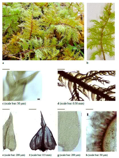 Diversity 15 00295 g0a14