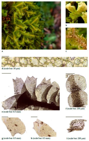 Diversity 15 00295 g0a2