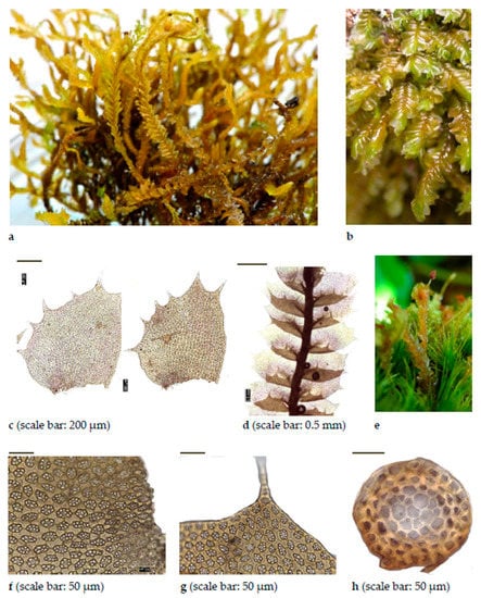 Diversity 15 00295 g0a4