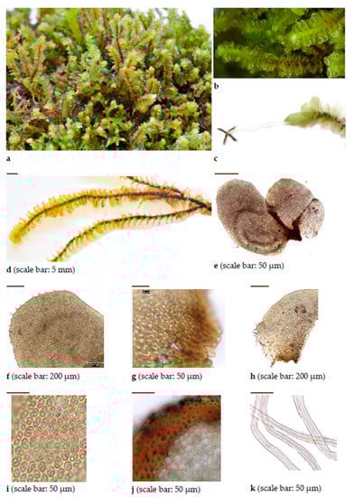 Diversity 15 00295 g0a5