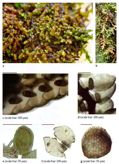 Diversity 15 00295 g0a6